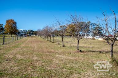 Residential Block For Sale - NSW - Glen Innes - 2370 - Spacious Block In Glen Innes  (Image 2)