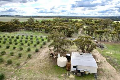 Other (Rural) For Sale - WA - Caljie - 6302 - Rural Retreat with Olive Grove: 1581 Quellington Rd, Caljie,       51.86ha(128acres)  (Image 2)