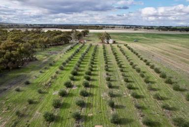 Other (Rural) For Sale - WA - Caljie - 6302 - Rural Retreat with Olive Grove: 1581 Quellington Rd, Caljie,       51.86ha(128acres)  (Image 2)