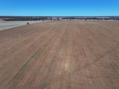 Cropping For Sale - NSW - West Wyalong - 2671 - A Perfect Mixed Farm In A Private Setting  (Image 2)
