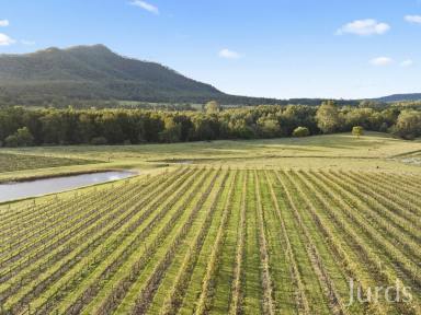 Viticulture For Sale - NSW - Broke - 2330 - Stoney Broke Vineyard – Hunter Valley Wine Country  (Image 2)