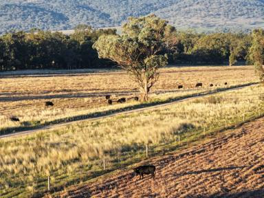 Mixed Farming For Sale - NSW - Willow Tree - 2339 - The Ultimate in Enterprise Flexibility  (Image 2)