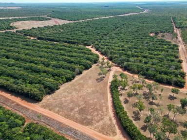 Cropping For Sale - NT - Douglas-daly - 0822 - IRRIGATED CROPPING DEVELOPMENT OPPORTUNITY  (Image 2)