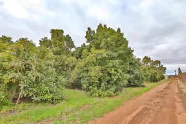 House Sold - VIC - Red Cliffs - 3496 - 5 & 1/2 ACRE HOBBY FARM WITH INCOME  (Image 2)