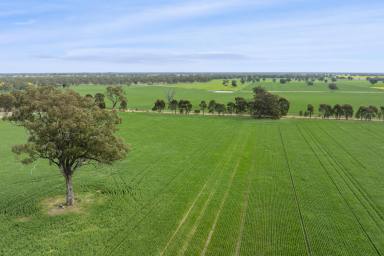 Other (Rural) For Sale - VIC - Caniambo - 3630 - Quality Cropping/Grazing Opportunity in Caniambo Region  (Image 2)