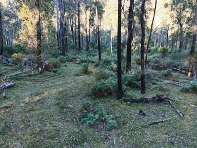 Residential Block For Sale - NSW - Bemboka - 2550 - VACANT LAND - PRIVATE BUSH SETTING  (Image 2)