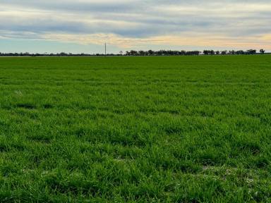 Cropping For Sale - NSW - Moree - 2400 - Dryland Cropping  (Image 2)