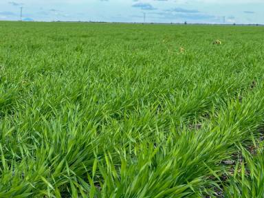 Cropping For Sale - NSW - Moree - 2400 - Dryland Cropping  (Image 2)