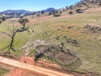Other (Rural) For Sale - NSW - Muttama - 2722 - Excellent Grazing and Rural Lifestyle Opportunity  (Image 2)