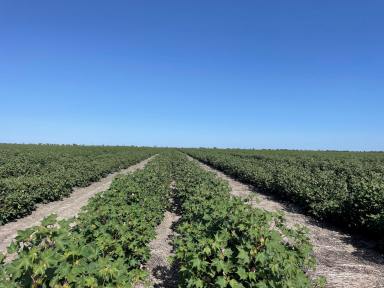 Cropping For Sale - NSW - North Star - 2408 - AN UNPARALLELED INSTITUTIONAL CROPPING OPPORTUNITY  (Image 2)