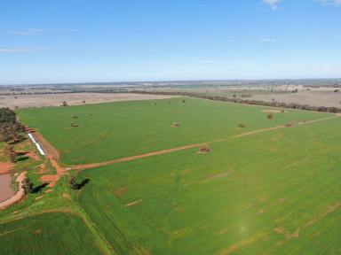 Cropping For Sale - NSW - Tallimba - 2669 - Great Value Cropping Property  (Image 2)