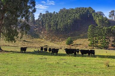 Livestock For Sale - VIC - Bonnie Doon - 3720 - QUALITY HIGH COUNTRY CATTLE GRAZING & LIFESTLYE OPPORTUNITY  (Image 2)