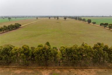 Mixed Farming Auction - NSW - The Rock - 2655 - Country lifestyle in renown farming area  (Image 2)
