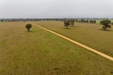 Mixed Farming Auction - NSW - The Rock - 2655 - Country lifestyle in renown farming area  (Image 2)