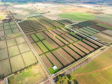 Horticulture For Sale - VIC - Bunbartha - 3634 - SECURLY LEASED KIWIFRUIT INVESTMENT OPPORTUNITY  (Image 2)