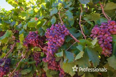 Horticulture For Sale - VIC - Merbein - 3505 - Crimson Fresh Fruit Property in Merbein  (Image 2)
