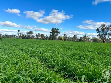 House For Sale - NSW - Wee Waa - 2388 - RARE 5.58HA HOLDING WITH TWO TITLES IN WEE WAA  (Image 2)