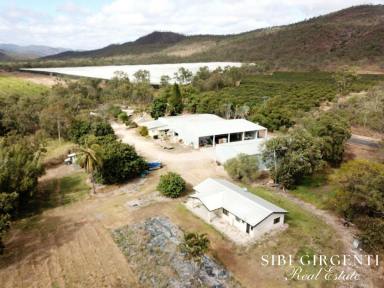 Horticulture Sold - QLD - Mutchilba - 4872 - HIGH-VALUE HORTICULTURAL OPPORTUNITY  (Image 2)