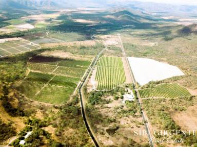 Horticulture Sold - QLD - Mutchilba - 4872 - HIGH-VALUE HORTICULTURAL OPPORTUNITY  (Image 2)