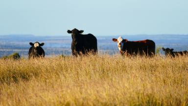 Livestock For Sale - QLD - Taroom - 4420 - THE JEWEL IN THE CROWN OF ONE OF QUEENSLAND’S FINEST BEEF PRODUCTION REGIONS  (Image 2)