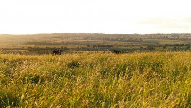 Livestock For Sale - QLD - Taroom - 4420 - THE JEWEL IN THE CROWN OF ONE OF QUEENSLAND’S FINEST BEEF PRODUCTION REGIONS  (Image 2)