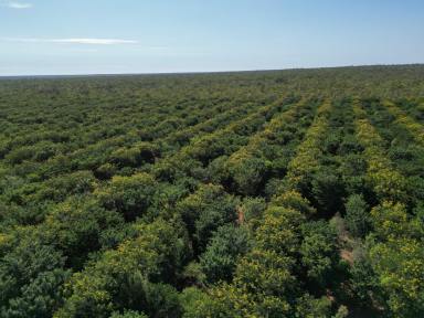 Cropping For Sale - NT - Douglas-daly - 0822 - IRRIGATED CROPPING DEVELOPMENT OPPORTUNITY  (Image 2)