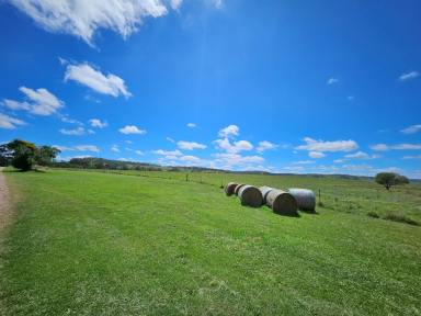 Farmlet For Sale - QLD - Plainby - 4355 - 50 Acres of quality black soil , 2 homes, sheds, one bore.  (Image 2)