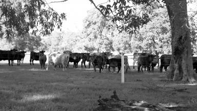 Other (Rural) For Sale - WA - Fairbridge - 6208 - CRYSTAL BROOK - Organic Biodynamic Farm  (Image 2)