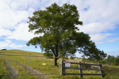 Mixed Farming For Sale - NSW - Kyogle - 2474 - CEDAR POINT - KYOGLE  (Image 2)