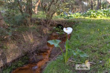 Residential Block For Sale - NSW - Buxton - 2571 - Almost 1/2 acre near the heart of town!  (Image 2)