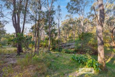 Residential Block For Sale - NSW - Buxton - 2571 - Almost 1/2 acre near the heart of town!  (Image 2)