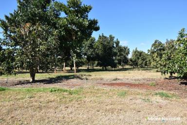 Cropping For Sale - QLD - North Isis - 4660 - Starter Farm or Lifestyle Block!  (Image 2)