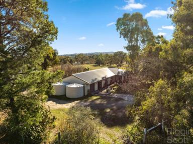 House For Sale - VIC - Harcourt - 3453 - Tranquil Equestrian Paradise: Kooyong Stud Farm's Country Homestead on 40 Acres  (Image 2)