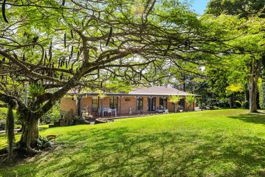 House Sold - QLD - Black Mountain - 4563 - Hinterland Mountain Magic  (Image 2)