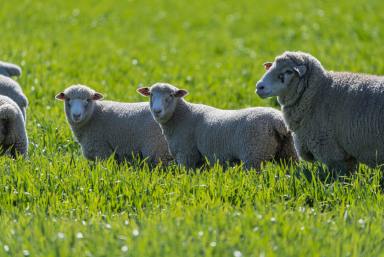 Mixed Farming For Sale - NSW - Greenethorpe - 2809 - Award Winning Mixed Farming Opportunity  (Image 2)