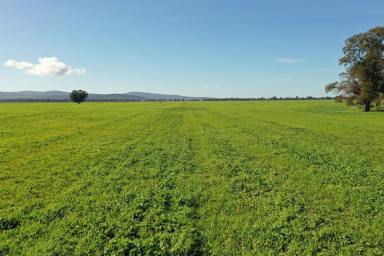 Cropping For Sale - NSW - Young - 2594 - Stand Alone Cropping Investment- 1472 acres  (Image 2)