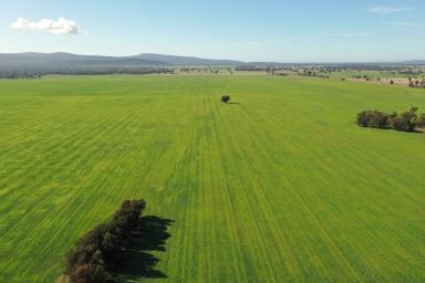 Cropping For Sale - NSW - Young - 2594 - Stand Alone Cropping Investment- 1472 acres  (Image 2)