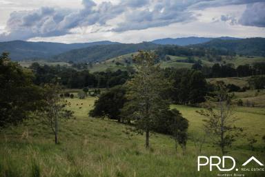 Residential Block For Sale - NSW - Wiangaree - 2474 - The Ranges - Blocks from 5000sqm to 70.7 hectare  (Image 2)