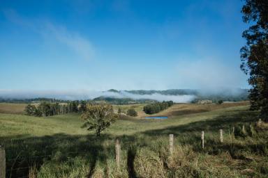Residential Block For Sale - NSW - Wiangaree - 2474 - Affordable, Easy-Build Land  (Image 2)