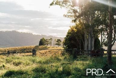 Residential Block For Sale - NSW - Wiangaree - 2474 - Affordable, Easy-Build Land  (Image 2)