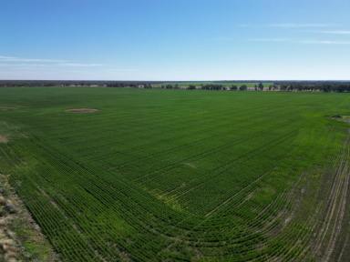 Mixed Farming For Sale - QLD - Thallon - 4497 - Mixed Grazing & Cropping  (Image 2)