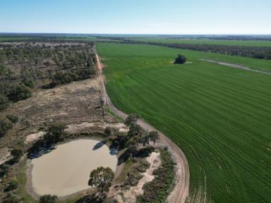 Mixed Farming For Sale - QLD - Thallon - 4497 - Mixed Grazing & Cropping  (Image 2)