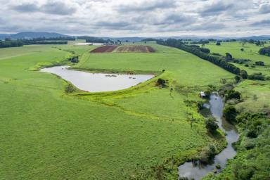 Cropping For Sale - NSW - North Dorrigo - 2453 - The Best of Rich Red Volcanic Soils in a Sub-Tropical Climate  (Image 2)