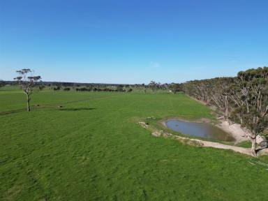 Livestock Sold - VIC - Carpendeit - 3260 - QUALITY COBDEN DISTRICT PROPERTY  (Image 2)