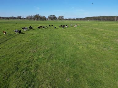 Livestock Sold - VIC - Carpendeit - 3260 - QUALITY COBDEN DISTRICT PROPERTY  (Image 2)