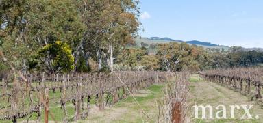 Viticulture For Sale - SA - Bethany - 5352 - Vineyard Opportunity at 880 Basedow Road, Bethany  (Image 2)