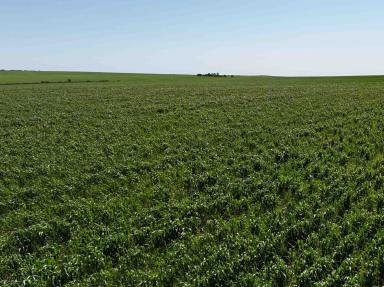 Cropping For Sale - WA - Kadathinni - 6519 - LARGE SCALE DRYLAND CROPPING OPPORTUNITY  (Image 2)