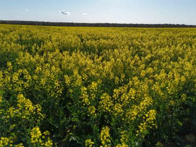 Cropping For Sale - WA - Kadathinni - 6519 - LARGE SCALE DRYLAND CROPPING OPPORTUNITY  (Image 2)