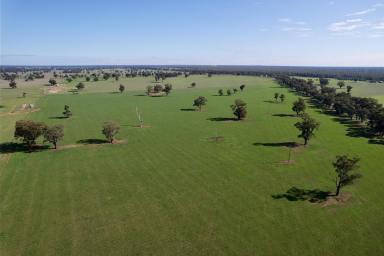 Mixed Farming For Sale - NSW - Wagga Wagga - 2650 - Prime Expansion Opportunity  (Image 2)