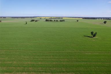 Mixed Farming For Sale - NSW - Wagga Wagga - 2650 - Prime Expansion Opportunity  (Image 2)